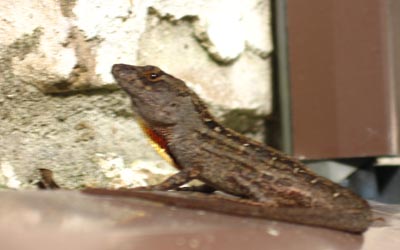 n lizzard